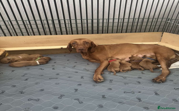 Hungarian Vizsla dogs - Advert 1