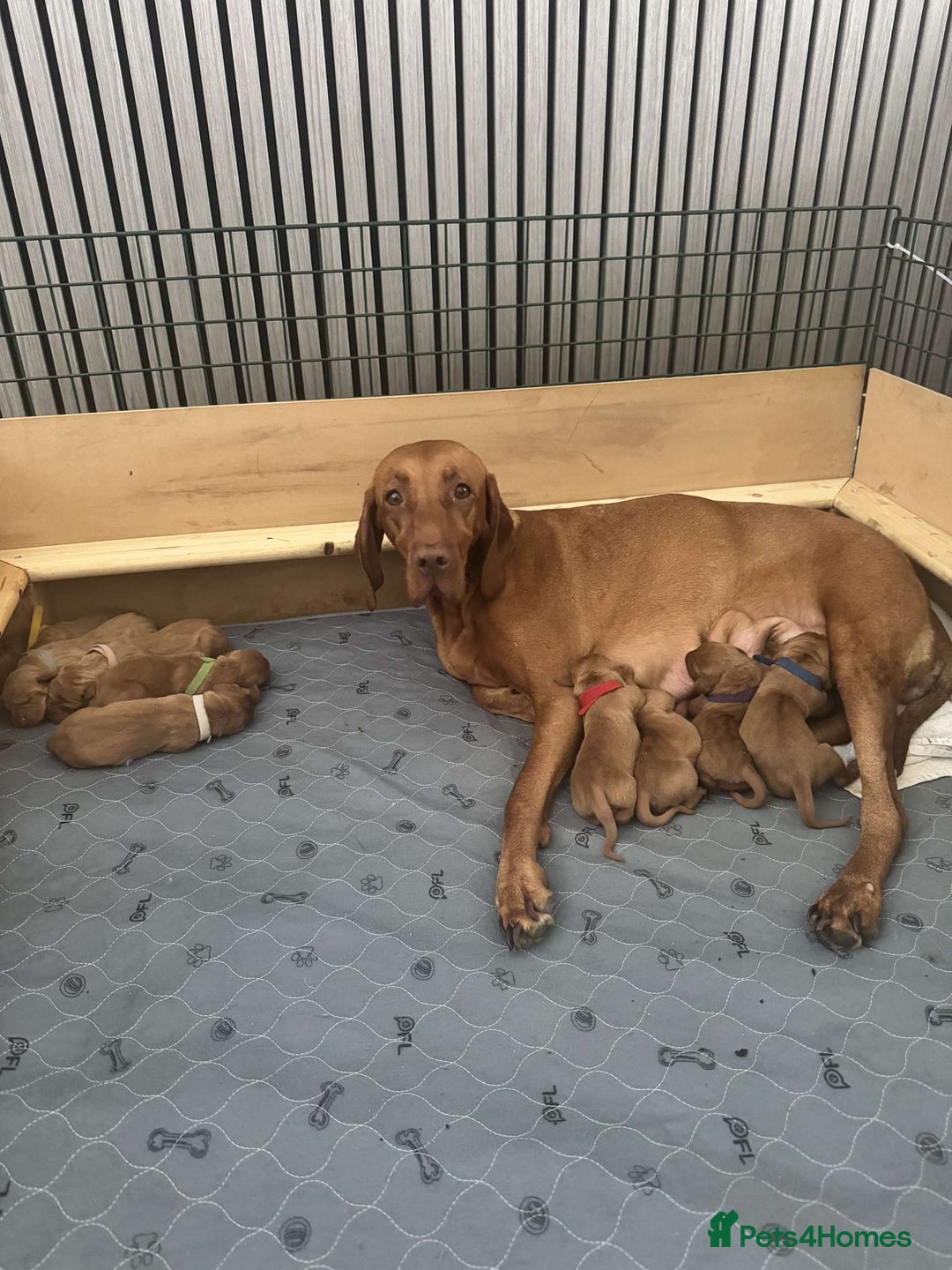 Hungarian Vizsla dogs for sale: Hungarian Vizsla Puppies  - Image 1