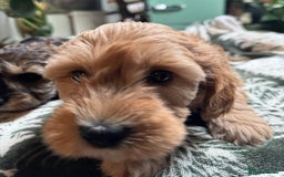 Schnoodle dogs for sale: Miniature Schoodle puppies - Image 28