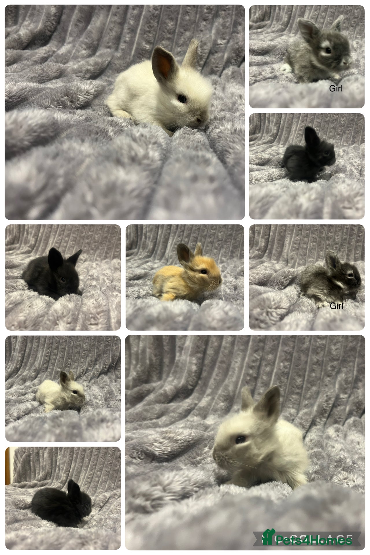 Lionhead rabbits Beautiful mini double maned lionheads bunnies  - Advert 1