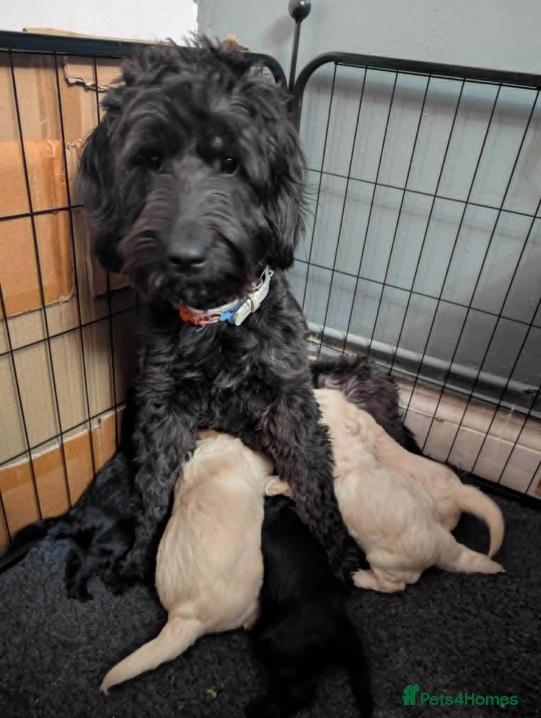 Mixed Breed dogs for sale: Miniature Mountain Australian Bernedoodles  - Advert 10