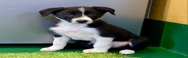 Border Collie 1