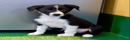 Border Collie dogs for sale: Border Collies puppies available  - Advert 4