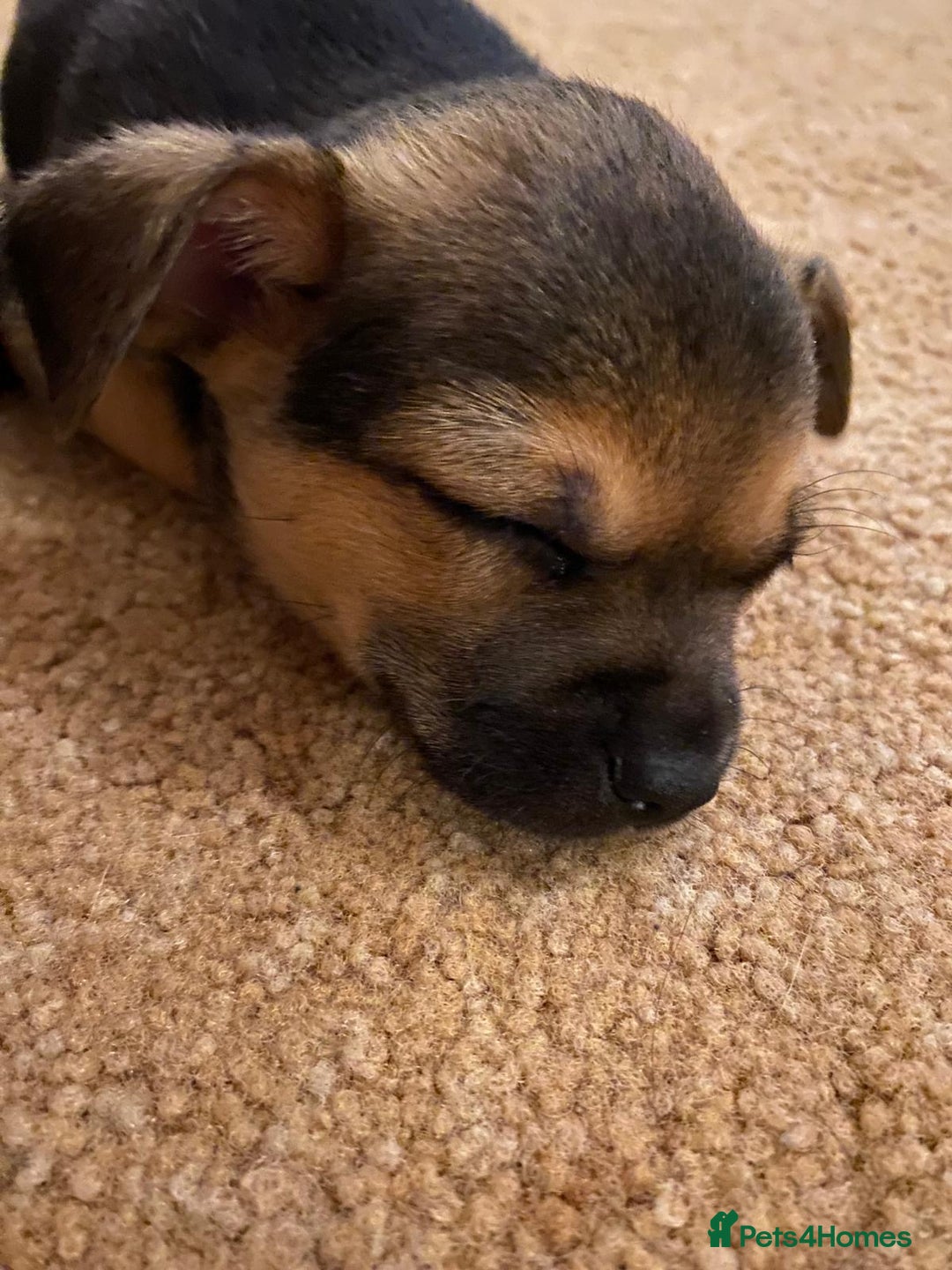 Chihuahua dogs for sale: Beautiful chihuahua pups - Advert 7