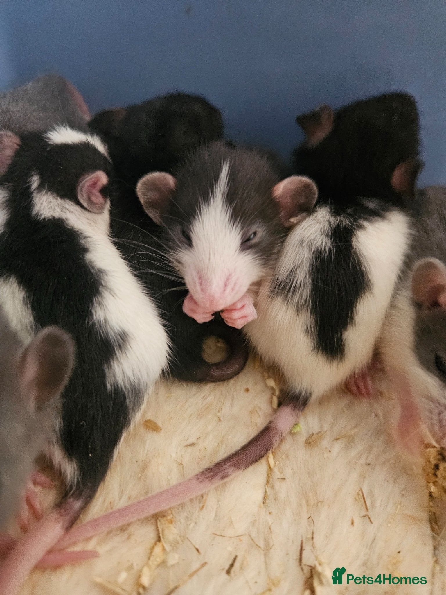 Rat rodents Baby rats ready 29/06/26 - Advert 14
