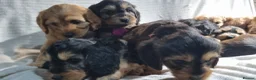 Cockapoo dogs for sale: Cockapoo❤️💜🩷🩵💙 - Advert 16