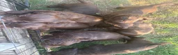 Sprocker dogs for sale: Sprocker boy available  - Advert 7