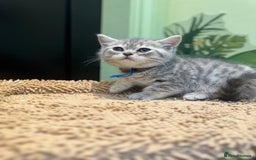 British Shorthair cats for sale: British blue / Scottish striaght kittens  - Image 11