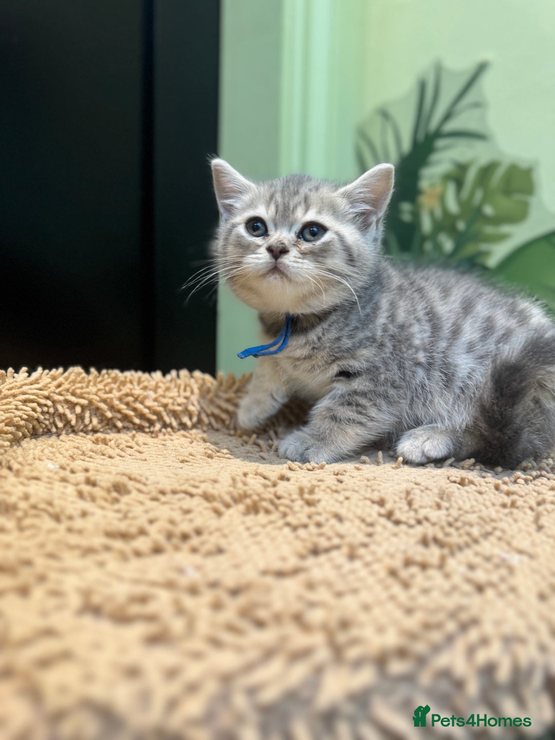British Shorthair cats for sale: British blue / Scottish striaght kittens  - Image 11