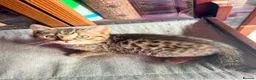 British Shorthair cats for sale: Stunning British Shorthair Kittens Ready Now! - Advert 33