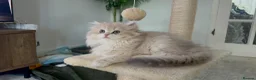 British Longhair cats for sale: Golden Longhair Kittens BY12 in Cardiff - Advert 11