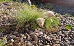 Ferret rodents for sale: 2 litters available sliver mitts and polecats  - Image 7