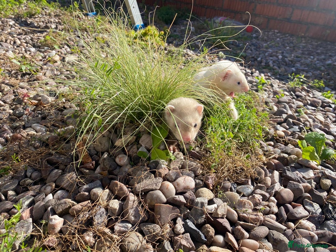 Ferret rodents for sale: 2 litters available sliver mitts and polecats  - Image 7