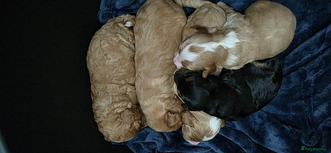 Cockapoo dogs for sale: Gorgous Cockerpoo Puppies - Image 16