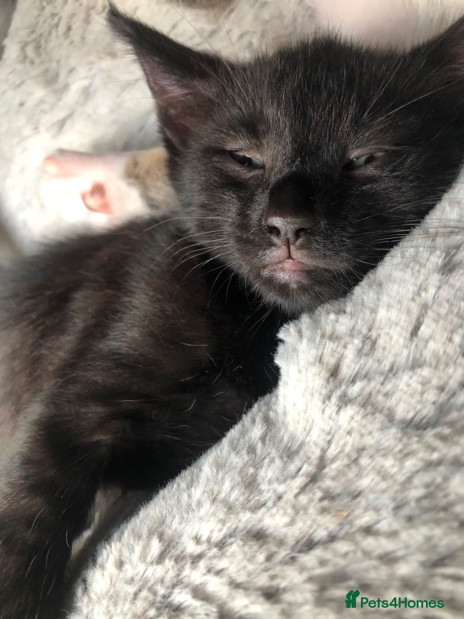 Mixed Breed cats 3 Beautiful Kitten Girls Ready for Their New Home - Advert 15