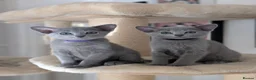 Russian Blue cats for sale: Stunning Full Pedigree Russian Blue  - Advert 1