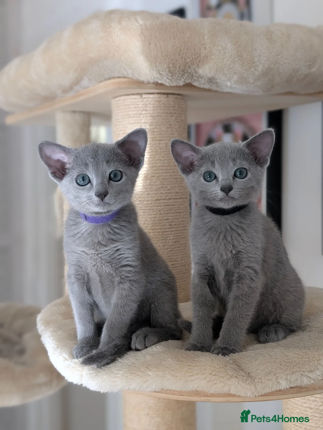 Russian Blue cats for sale: Stunning Full Pedigree Russian Blue  - Advert 1