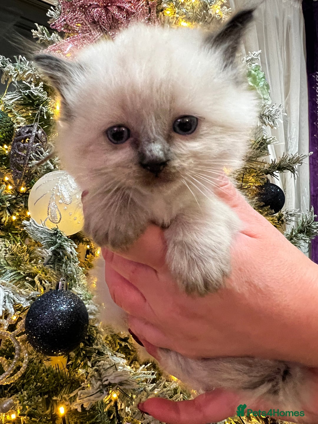 Ragdoll cats for sale: Ragdoll kittens blue point and seal point  - Advert 21