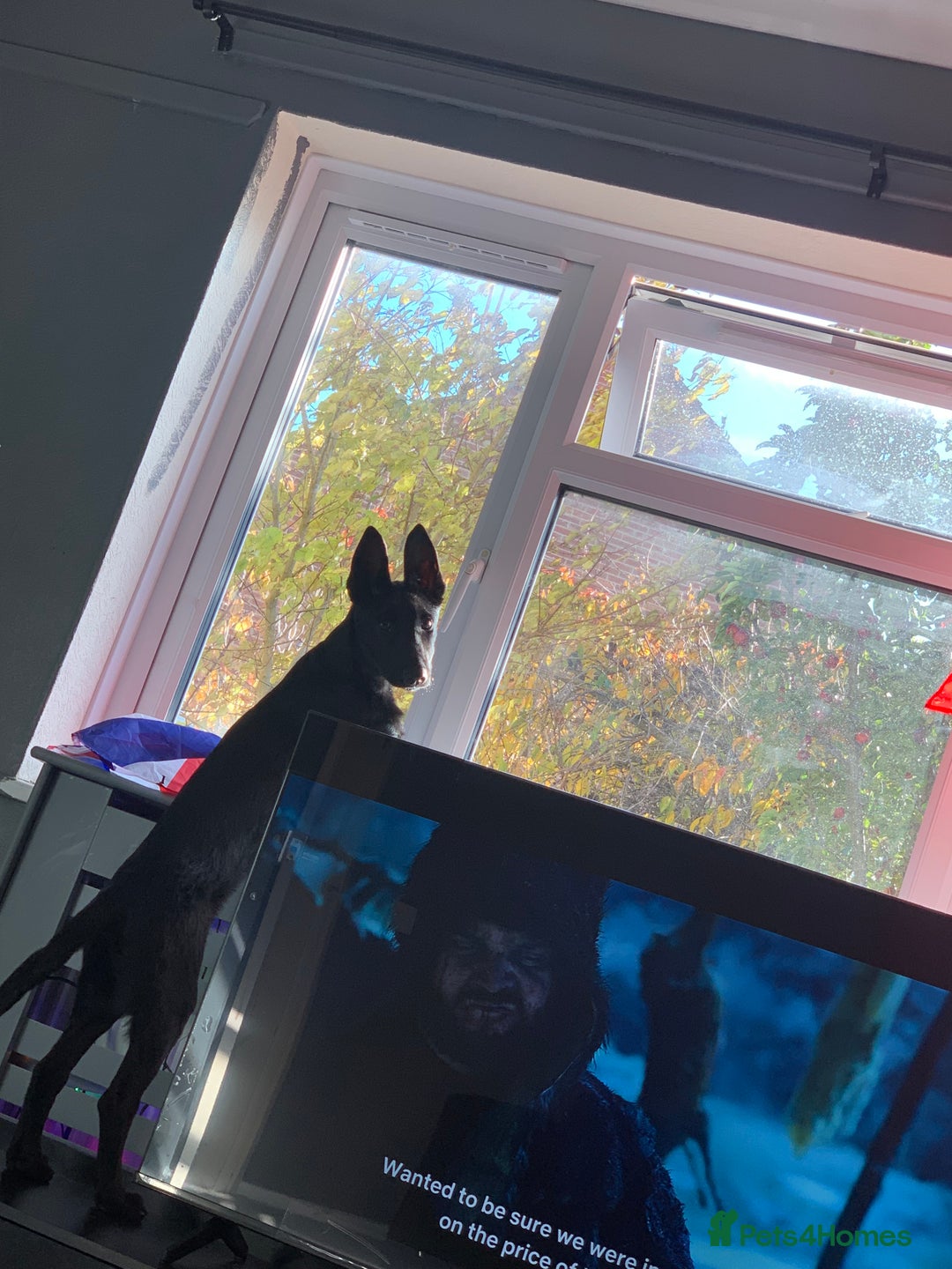 Belgian Shepherd Dog dogs for sale: Belgian malinois puppies - Advert 2