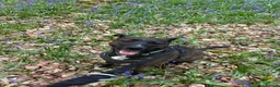 Mixed Breed dogs for adoption: Sweet Jodie Looking for LOVE  - Advert 4