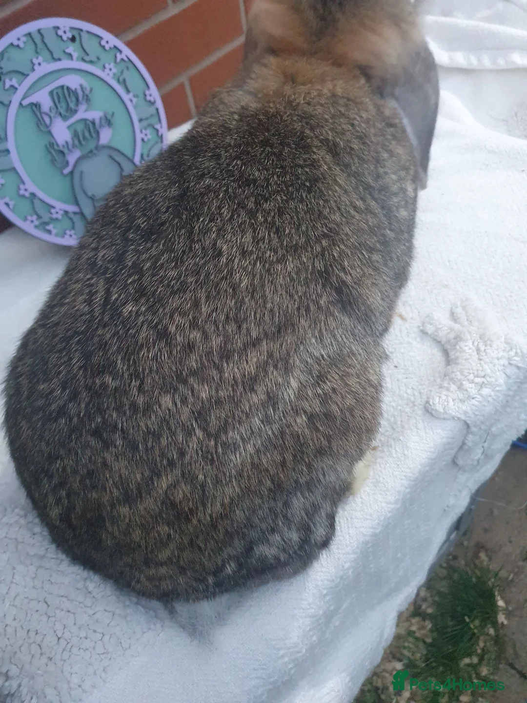 French Lop rabbits for sale: Vaccinated Adult French Lop Doe - Advert 4