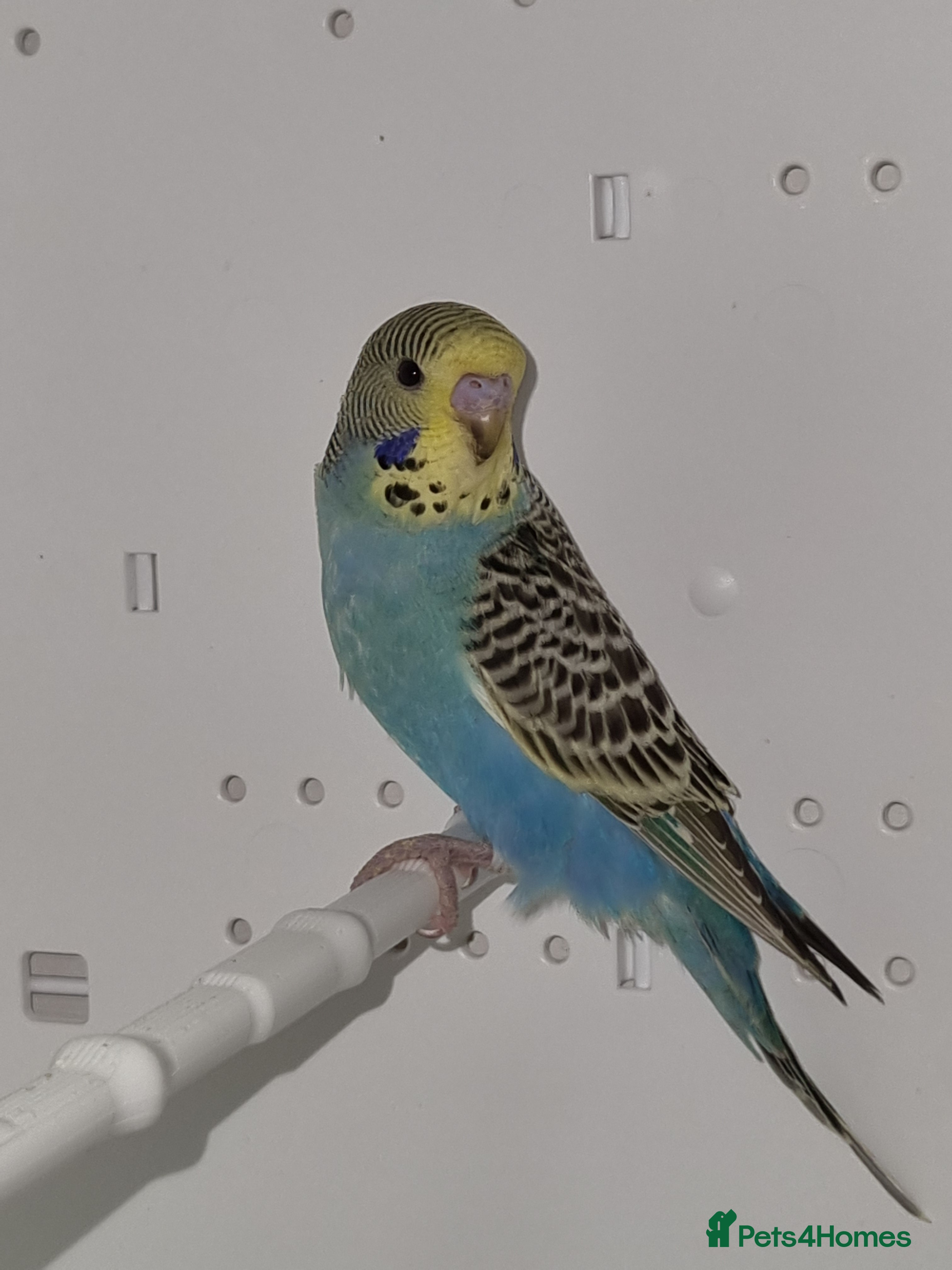 Budgerigars birds Baby Budgies for sale - Advert 1