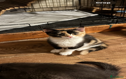 British Shorthair cats for sale: British Shorthair x Kittens  - Image 1