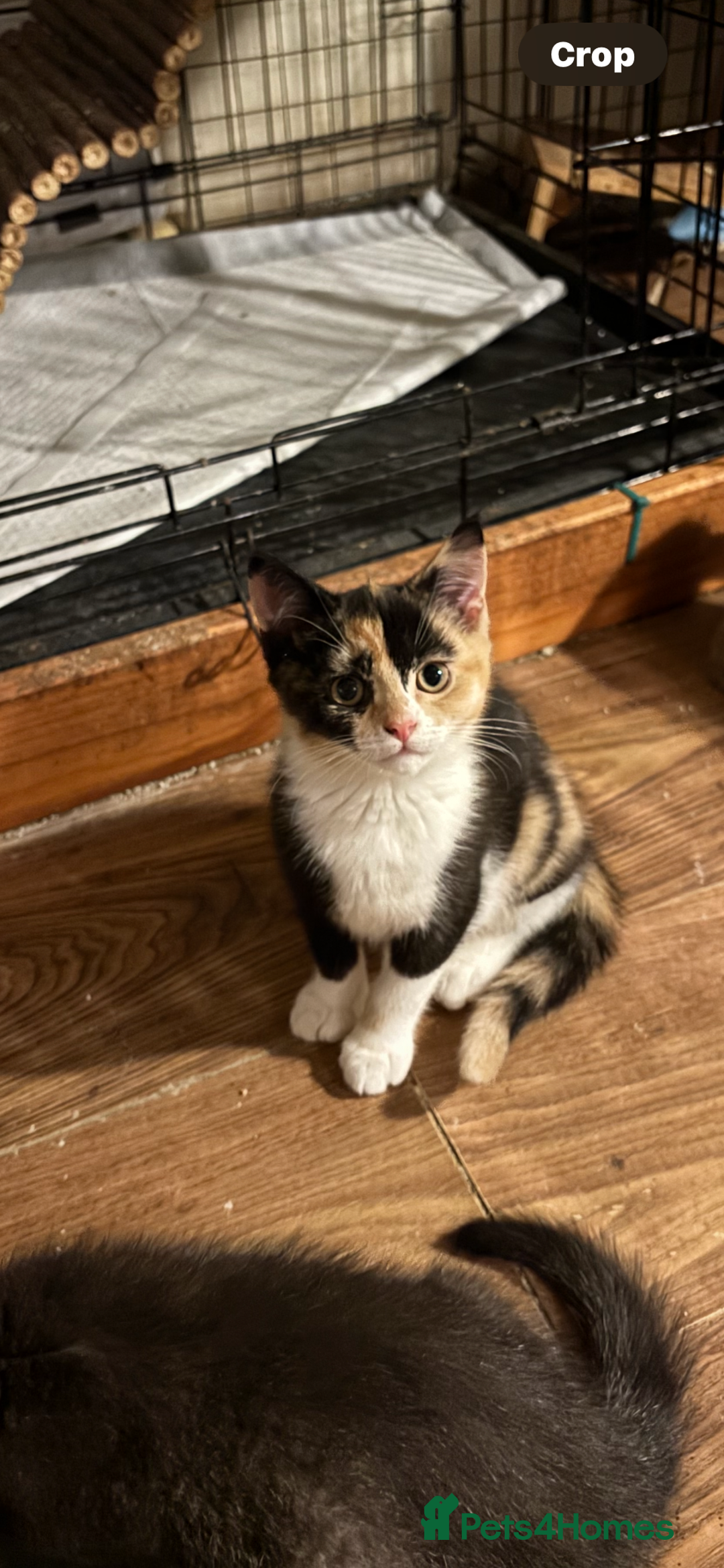 British Shorthair cats for sale: British Shorthair x Kittens  - Image 1