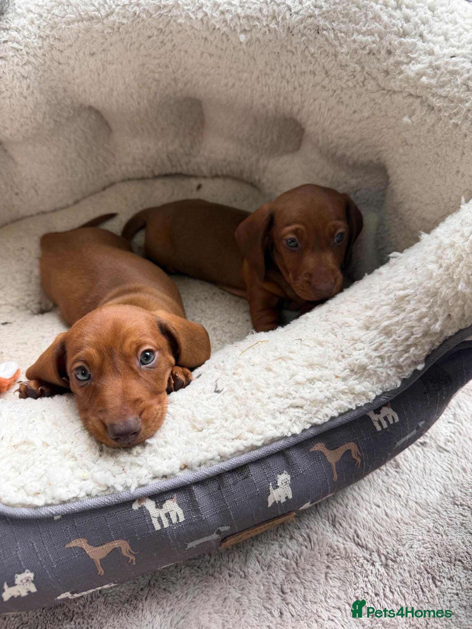 Dachshund dogs Dachshund puppies 🐾 - Advert 4