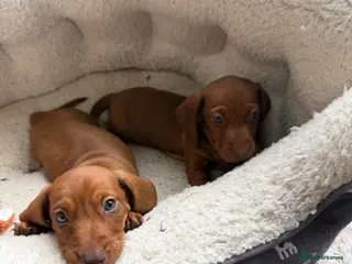 Dachshund dogs Dachshund puppies 🐾 - Advert 4