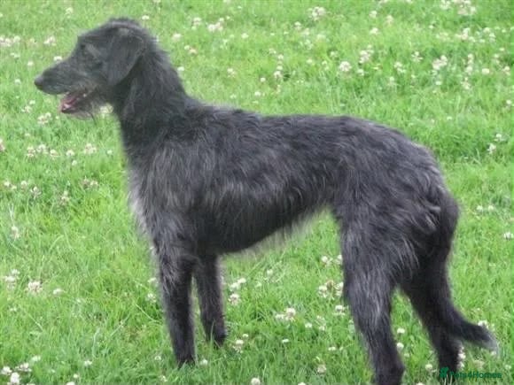 Mixed Breed dogs Lurcher cross puppies  - Advert 1