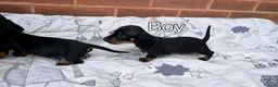 Miniature Dachshund dogs for sale: 4 Miniature Dachshund Puppies in Wellingborough - Advert 7