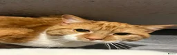 Mixed Breed cats for stud: White and ginger male cat  - Advert 3