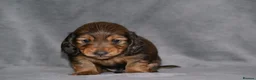 Miniature Dachshund dogs for sale: MINIATURE LONGHAIRED DACHSHUND BOY RUSSIAN LINE - Advert 2