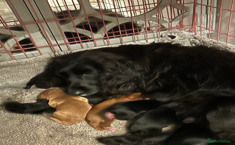 Cocker Spaniel dogs - Advert 4