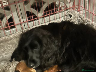 Cocker Spaniel dogs K C registered Cocker spaniel puppies - Advert 4