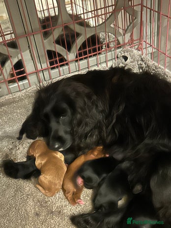 Cocker Spaniel dogs - Advert 4