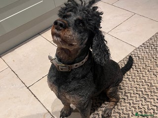 Cockapoo dogs - Advert 1