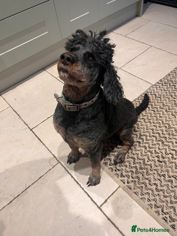 Cockapoo dogs - Advert 2