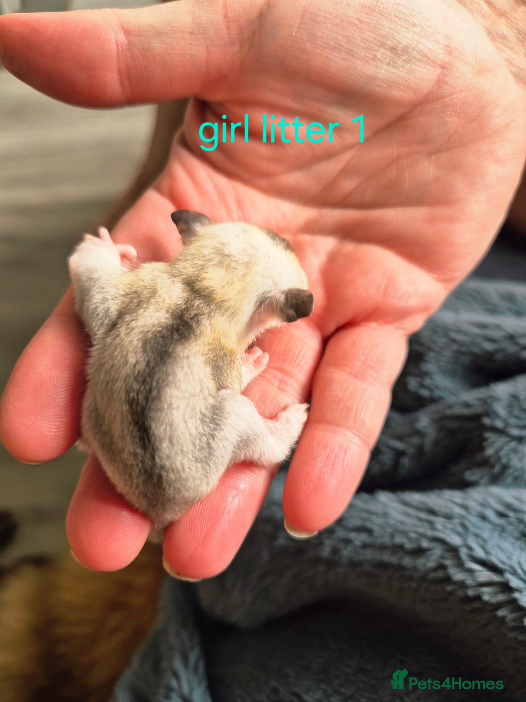 Sugar Glider rodents for sale: 4 baby sugar gliders ready 13th sept price each  - Image 31