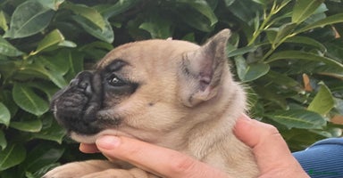 French Bulldog dogs - Advert 7