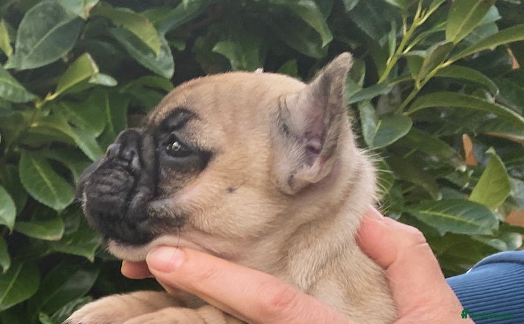 French Bulldog dogs - Advert 3
