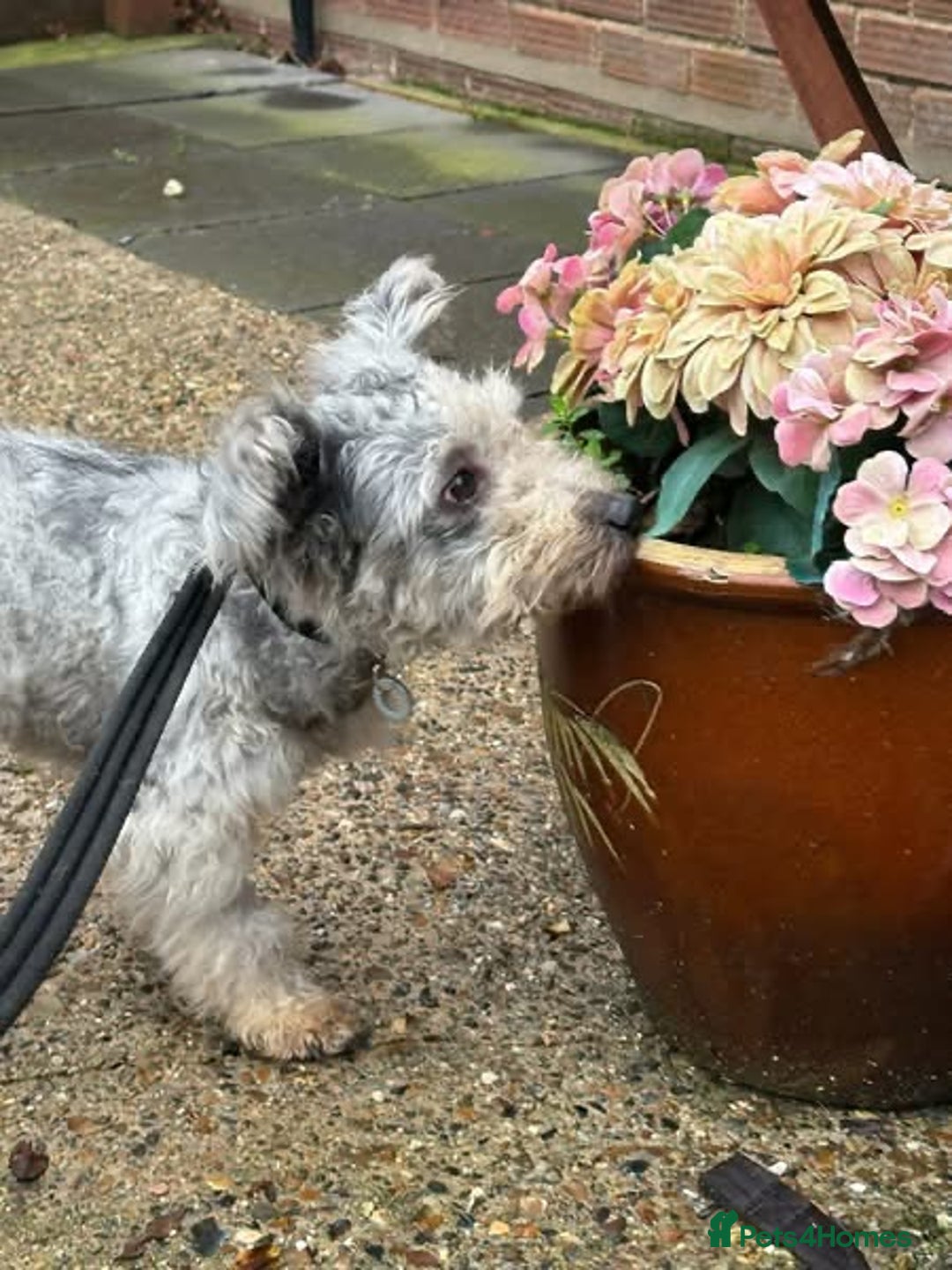 Mixed Breed dogs for adoption: Scruffy- Hingham Norfolk  - Advert 1