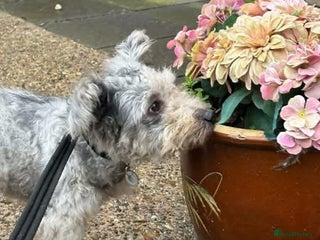 Mixed Breed dogs Scruffy- Hingham Norfolk - Advert 1