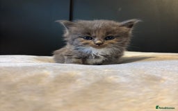 Mixed Breed cats for sale: Beautiful grey and white kittens.  - Image 5