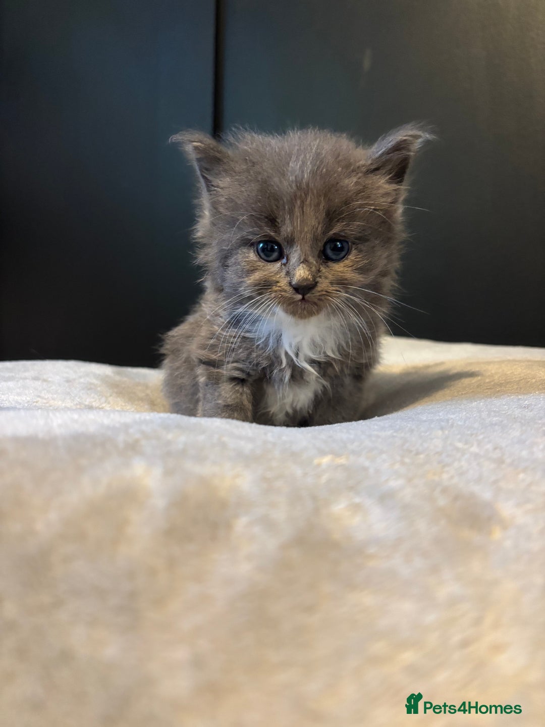 Mixed Breed cats for sale: Beautiful grey and white kittens.  - Image 5