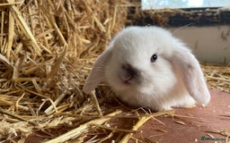 Mini Lop rabbits for sale: Mini lops ready to reserve  - Image 9