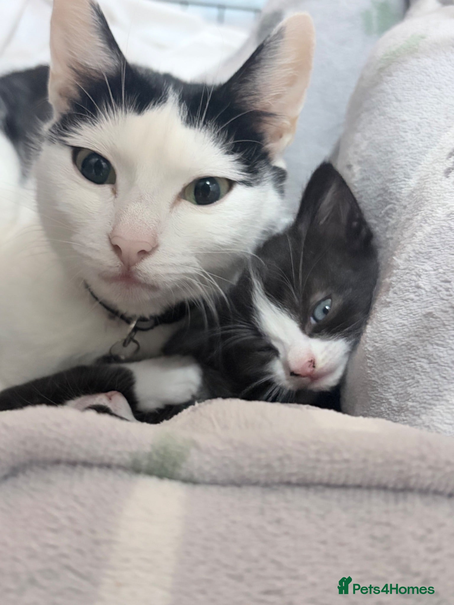 Mixed Breed cats 3 beautiful kittens  - Advert 6