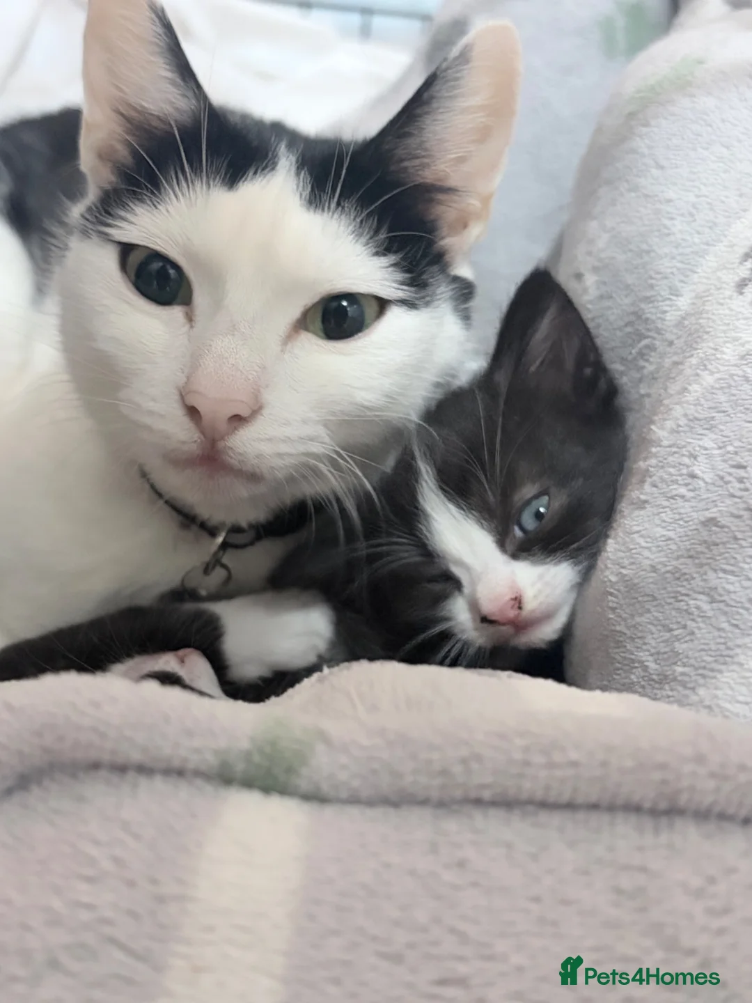 Mixed Breed cats for sale: 3 beautiful kittens  - Advert 1
