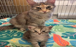 Maine Coon cats for sale: TICA Registered Maine Coon Kittens - Image 14